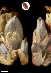 Veronica pauciramosa. Capsule (and seed inset to same scale). Scale = 1 mm.
 Image: P.J. Garnock-Jones © Te Papa CC-BY-NC 3.0 NZ